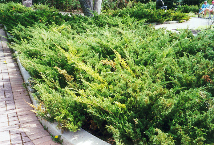 Arcadia Juniper (Juniperus sabina 'Arcadia') at TLC Garden Centers