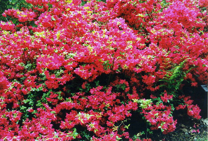 Hino Red Azalea (Rhododendron 'Hino Red') at TLC Garden Centers
