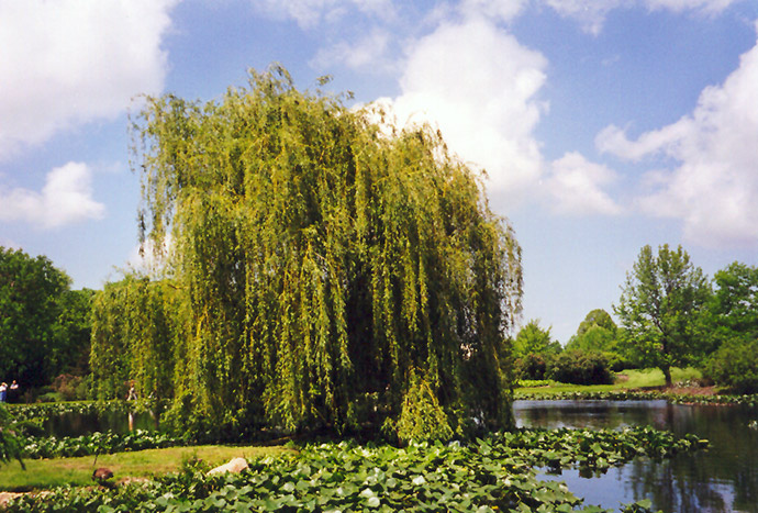 Golden Weeping Willow (Salix alba 'Tristis') at TLC Garden Centers