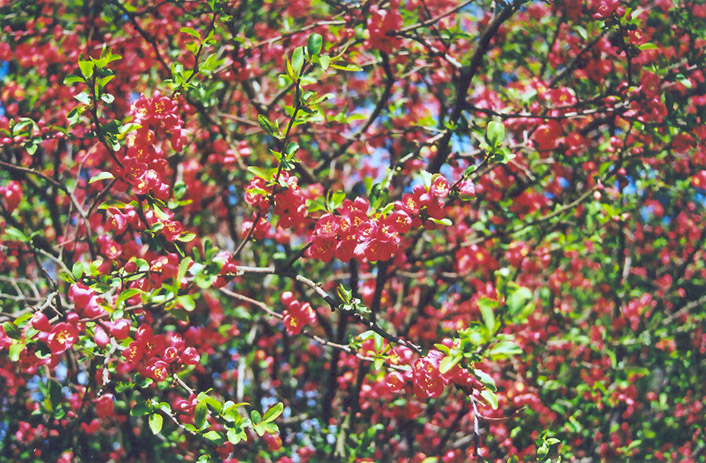 Common Flowering Quince (Chaenomeles speciosa) at TLC Garden Centers