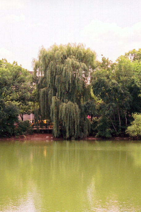 Wisconsin Weeping Willow (Salix x pendulina 'Wisconsin') at TLC Garden Centers