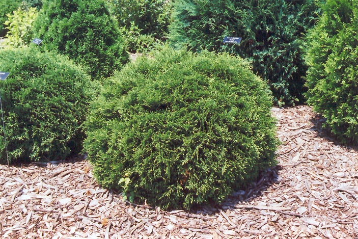 Hetz Midget Arborvitae (Thuja occidentalis 'Hetz Midget') at TLC Garden Centers