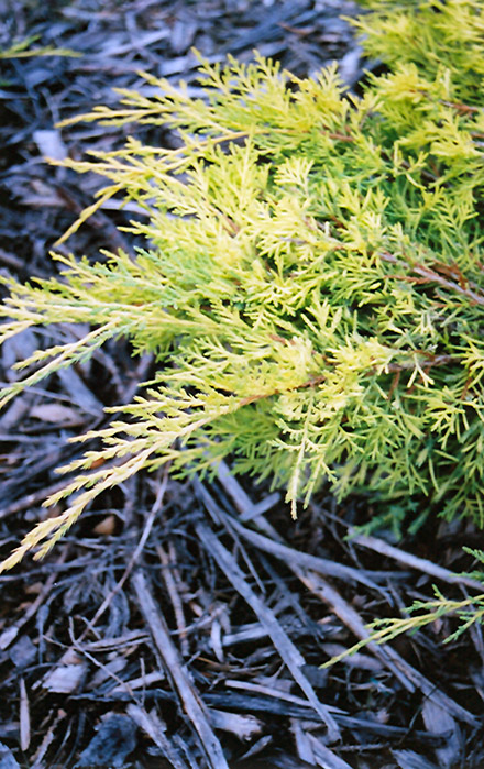 Gold Lace Juniper (Juniperus x media 'Gold Lace') at TLC Garden Centers