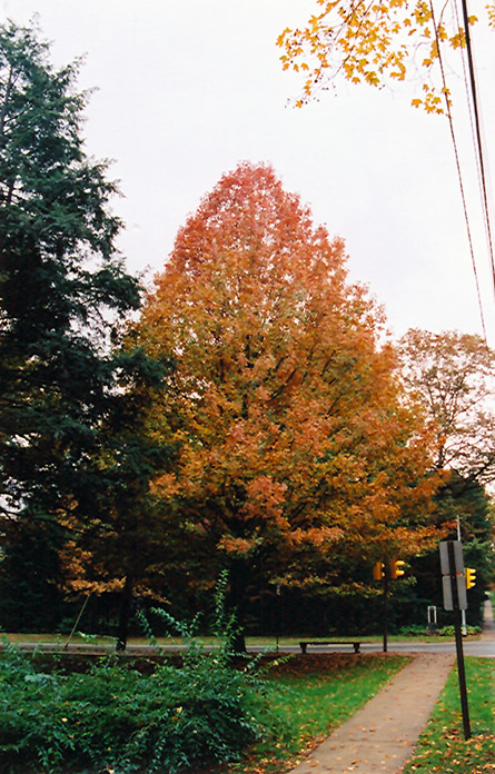 Shumard Oak (Quercus shumardii) at TLC Garden Centers