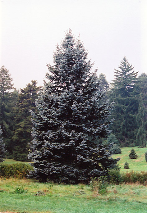 Hoopsii Blue Spruce (Picea pungens 'Hoopsii') at TLC Garden Centers