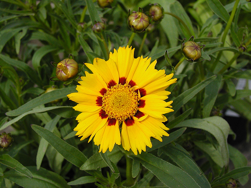 Domino Tickseed (Coreopsis 'Domino') at TLC Garden Centers