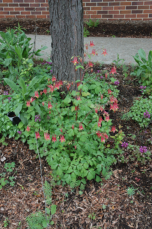 Wild Red Columbine (Aquilegia canadensis) at TLC Garden Centers
