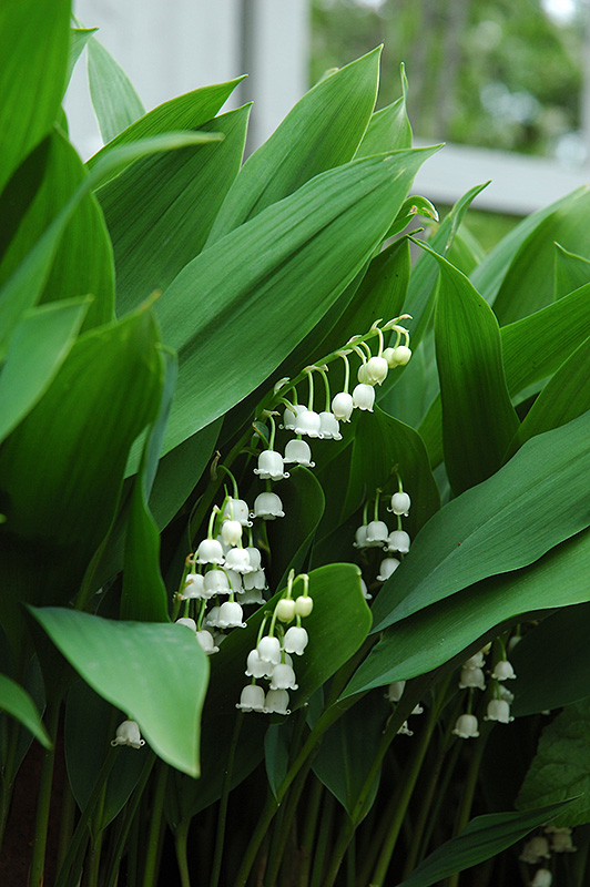 Lily-Of-The-Valley (Convallaria majalis) at TLC Garden Centers