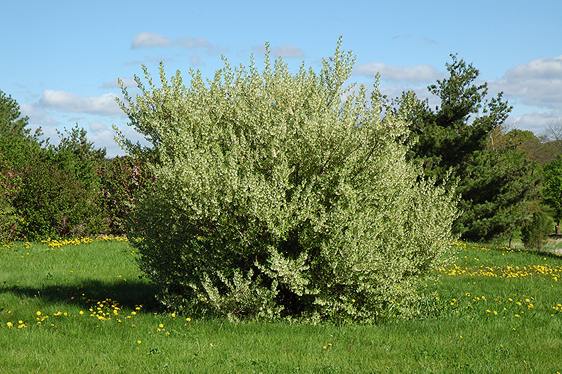 Silverberry (Elaeagnus commutata) at TLC Garden Centers