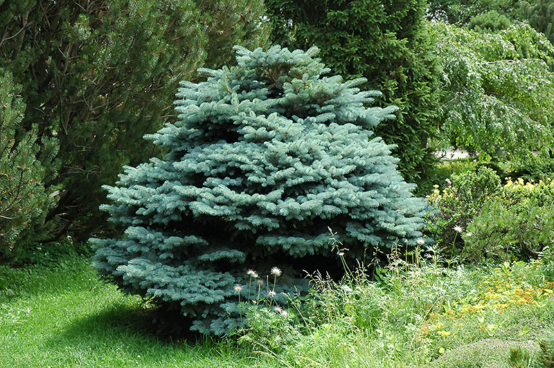 Globe Blue Spruce (Picea pungens 'Globosa') at TLC Garden Centers