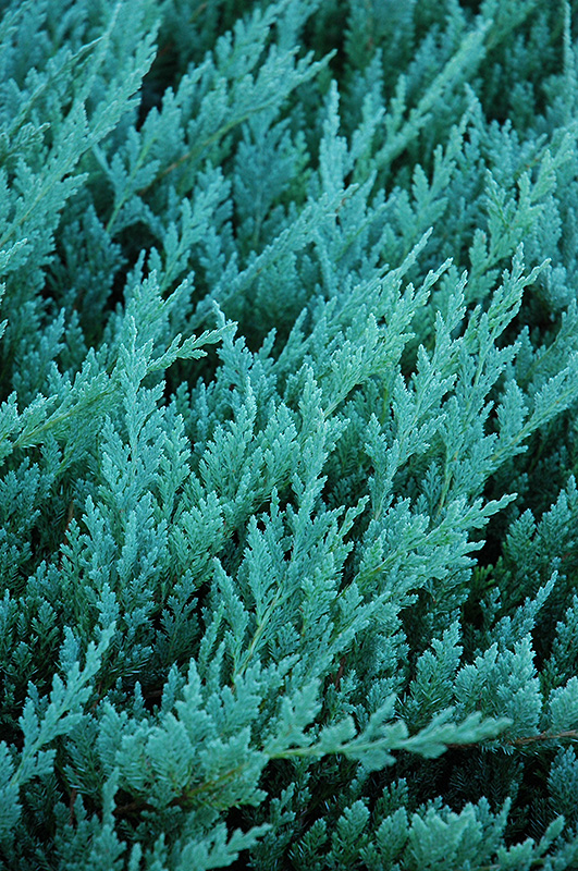 Blue Chip Juniper (Juniperus horizontalis 'Blue Chip') at TLC Garden Centers