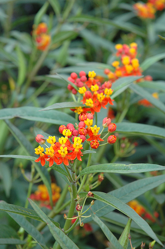 Red Butterfly Milkweed (Asclepias curassavica 'Red Butterfly') at TLC Garden Centers