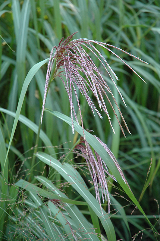 Maiden Grass (Miscanthus sinensis) at TLC Garden Centers