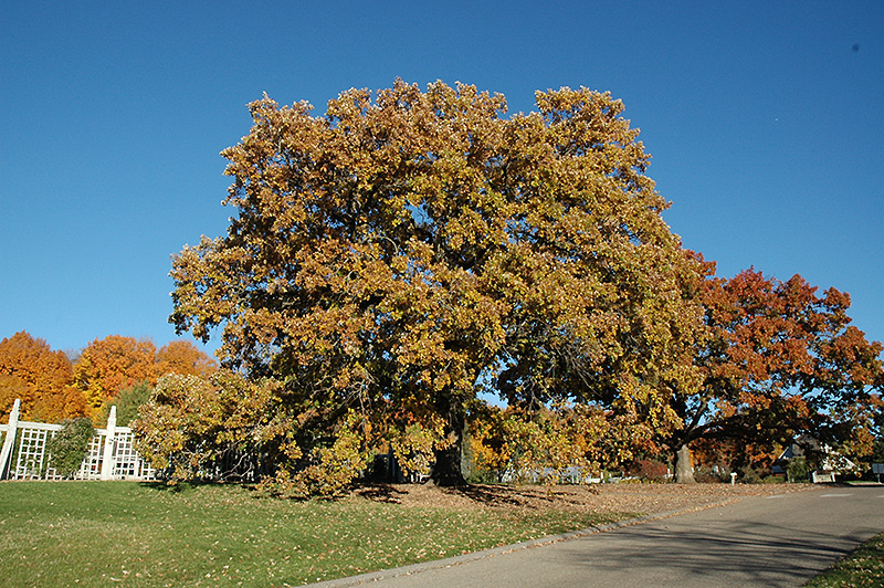 Bur Oak (Quercus macrocarpa) at TLC Garden Centers