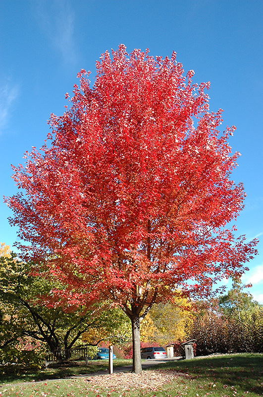 Autumn Blaze Maple (Acer x freemanii 'Jeffersred') at TLC Garden Centers