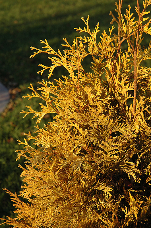 Yellow Ribbon Arborvitae (Thuja occidentalis 'Yellow Ribbon') at TLC Garden Centers