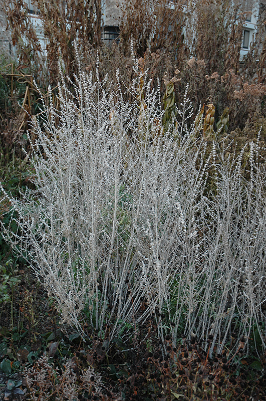 Russian Sage (Perovskia atriplicifolia) at TLC Garden Centers
