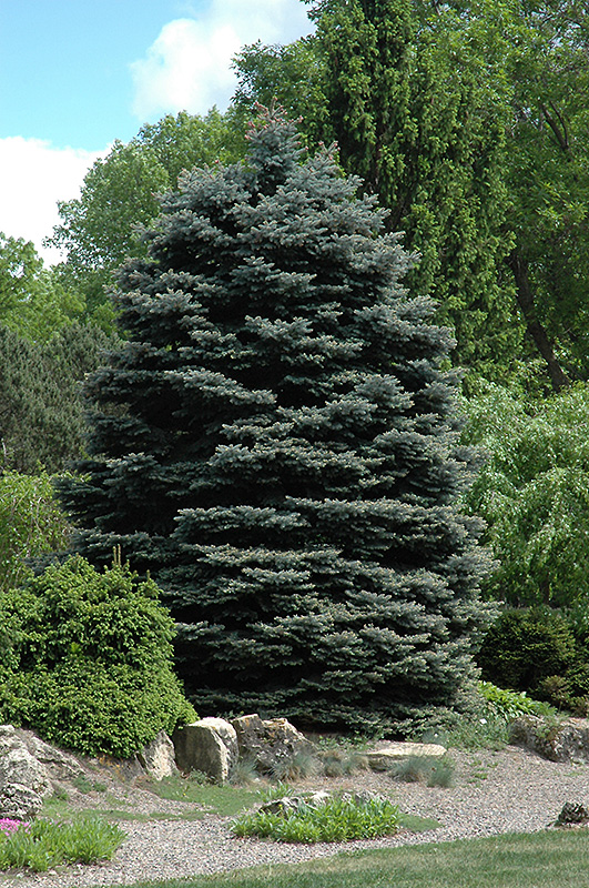 Fat Albert Blue Spruce (Picea pungens 'Fat Albert') at TLC Garden Centers