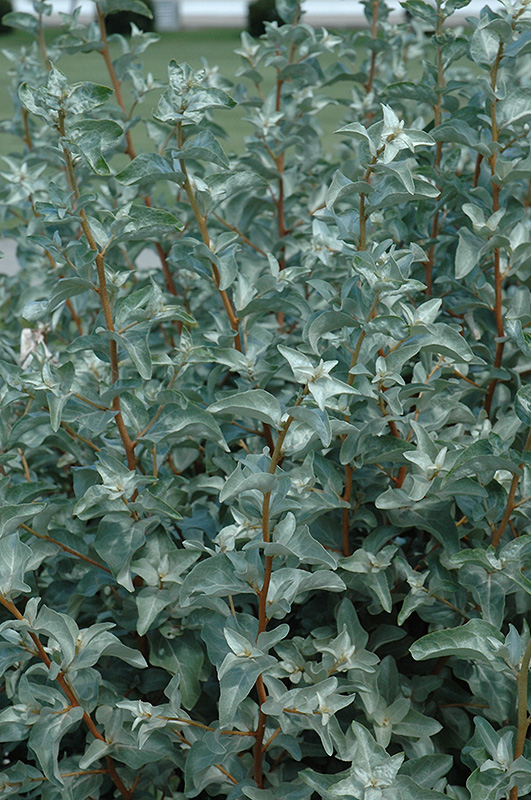 Silverberry (Elaeagnus commutata) at TLC Garden Centers