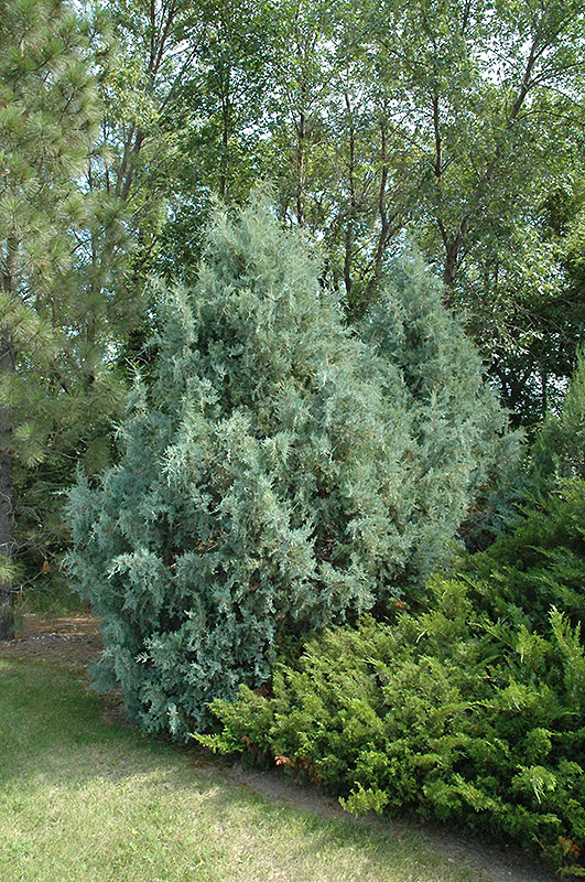 Wichita Blue Juniper (Juniperus scopulorum 'Wichita Blue') at TLC Garden Centers