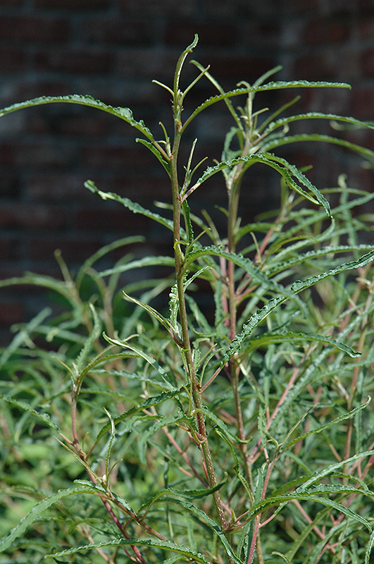 Fine Line Fern Leaf Buckthorn (Rhamnus frangula 'Ron Williams') at TLC Garden Centers