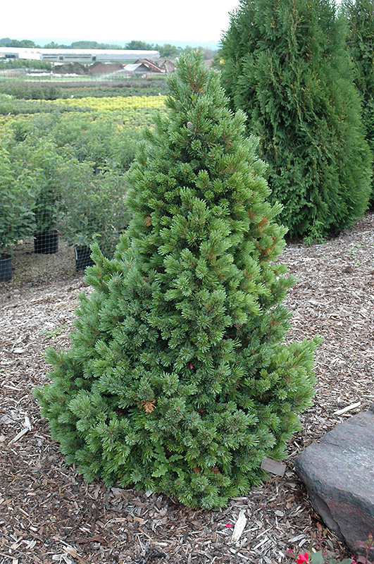 Sherwood Compact Bristlecone Pine (Pinus aristata 'Sherwood Compact') at TLC Garden Centers