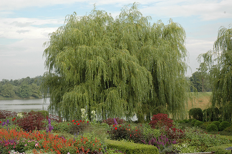 Golden Weeping Willow (Salix alba 'Tristis') at TLC Garden Centers