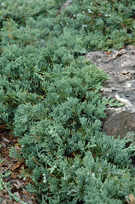 Blue Rug Juniper (Juniperus horizontalis 'Wiltonii') at TLC Garden Centers