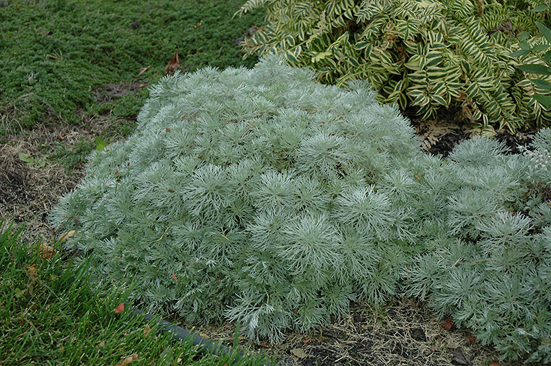 Silver Mound Artemesia (Artemisia schmidtiana 'Silver Mound') at TLC Garden Centers