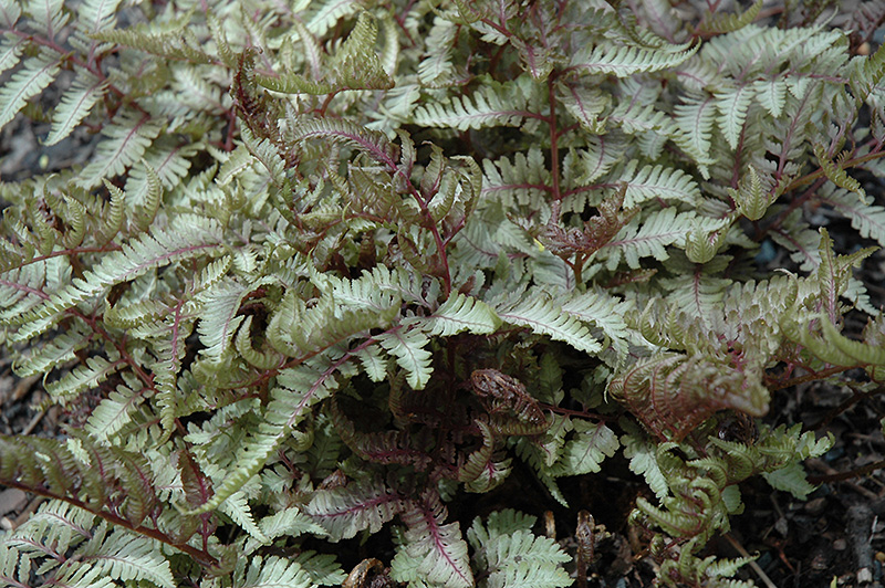 Red Beauty Painted Fern (Athyrium nipponicum 'Red Beauty') at TLC Garden Centers