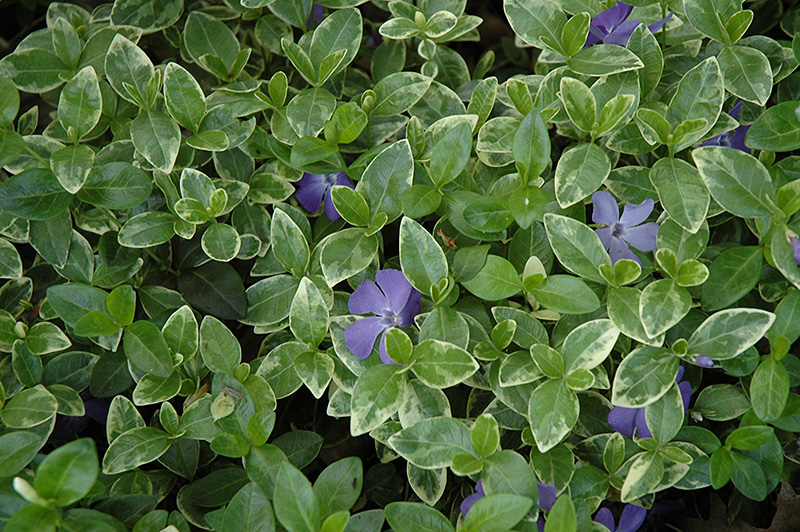Sterling Silver Periwinkle (Vinca minor 'Sterling Silver') at TLC Garden Centers