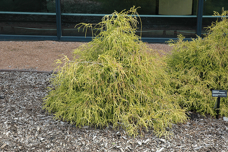 Sungold Falsecypress (Chamaecyparis pisifera 'Sungold') at TLC Garden Centers