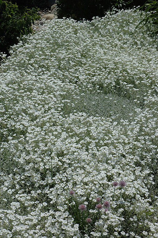 Snow-In-Summer (Cerastium tomentosum) at TLC Garden Centers