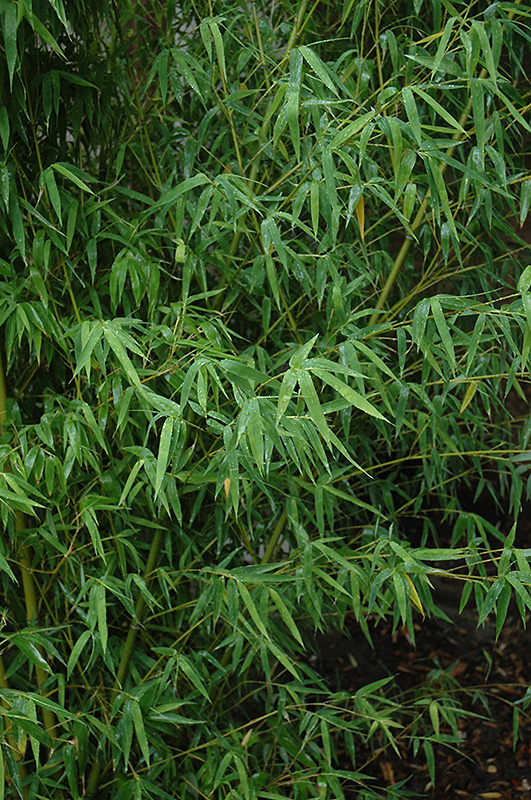 Yellow Grove Bamboo (Phyllostachys aureosulcata) at TLC Garden Centers