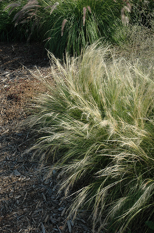 Pony Tails Mexican Feather Grass (Stipa tenuissima 'Pony Tails') at TLC Garden Centers