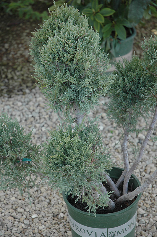 Hetz Blue Juniper (pom pom) (Juniperus chinensis 'Hetz Blue (pom pom)') at TLC Garden Centers
