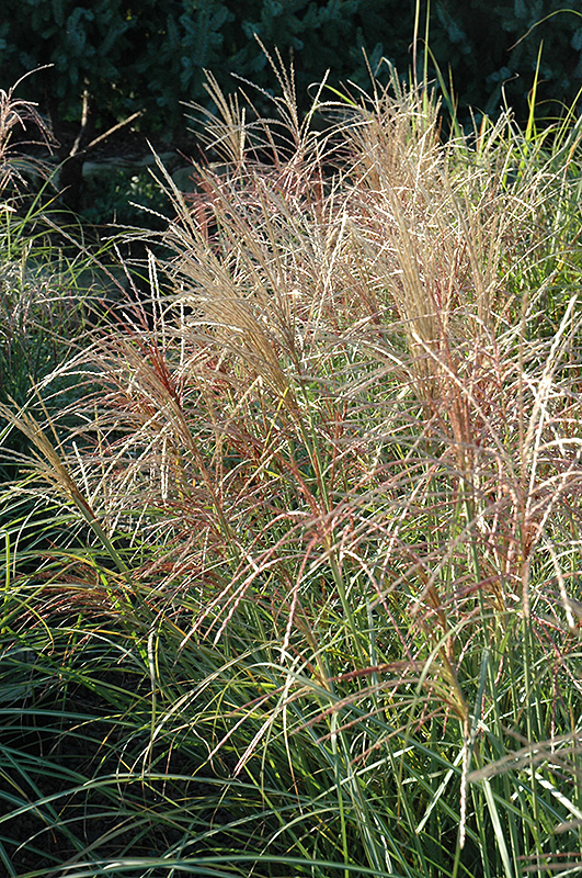Red Silver Maiden Grass (Miscanthus sinensis 'Rotsilber') at TLC Garden Centers