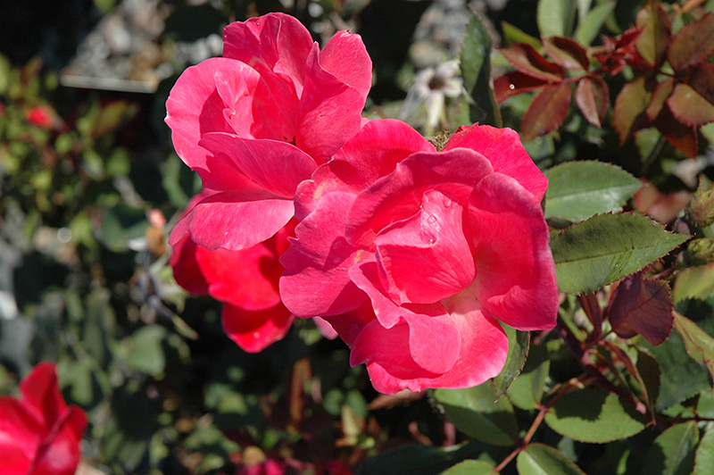 Pink Knock Out Rose (Rosa 'Radcon') at TLC Garden Centers