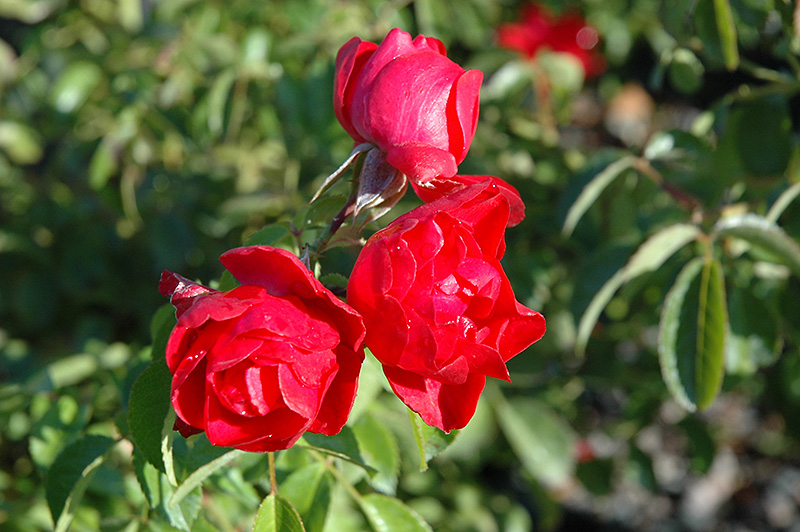 Flower Carpet Scarlet Rose (Rosa 'Flower Carpet Scarlet') at TLC Garden Centers