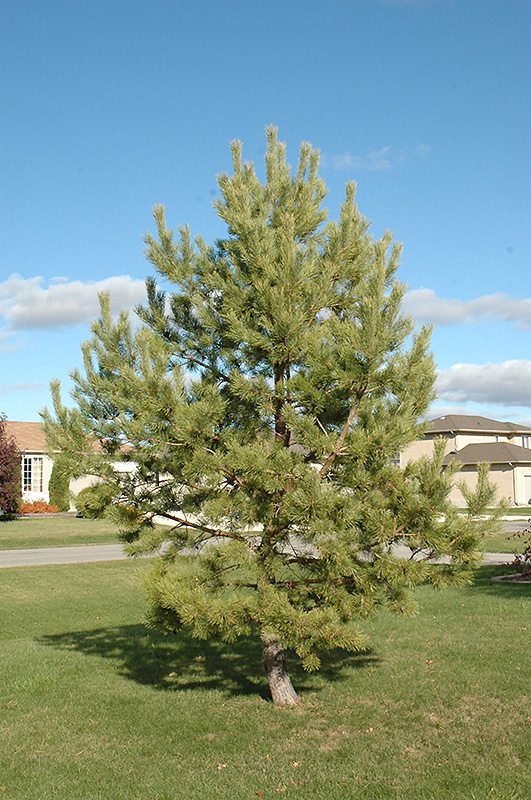 French Blue Scotch Pine (Pinus sylvestris 'French Blue') at TLC Garden Centers