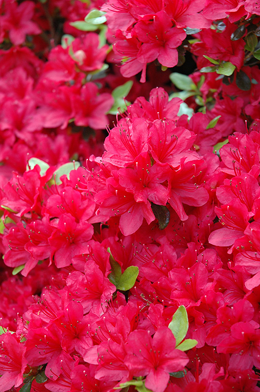 Hino Crimson Azalea (Rhododendron 'Hino Crimson') at TLC Garden Centers