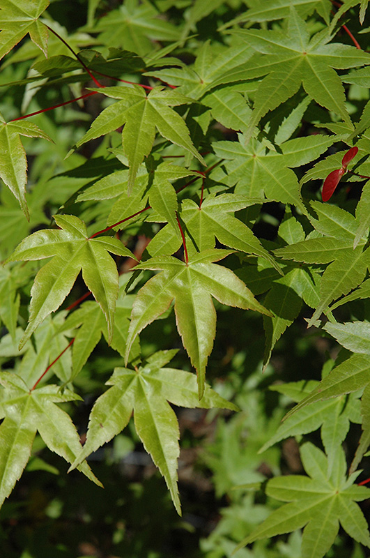 Shindeshojo Japanese Maple (Acer palmatum 'Shindeshojo') at TLC Garden Centers