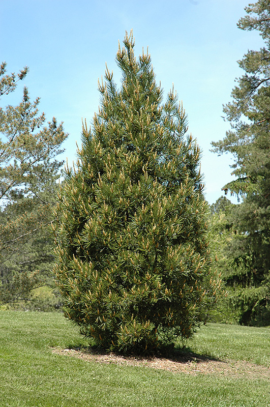 Rowe Arboretum Lacebark Pine (Pinus bungeana 'Rowe Arboretum') at TLC Garden Centers