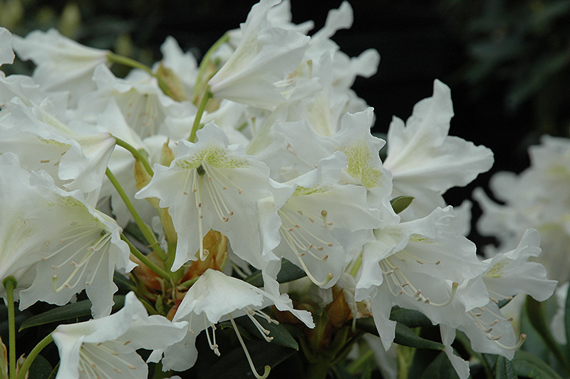 Cunningham White Rhododendron (Rhododendron 'Cunningham White') at TLC Garden Centers