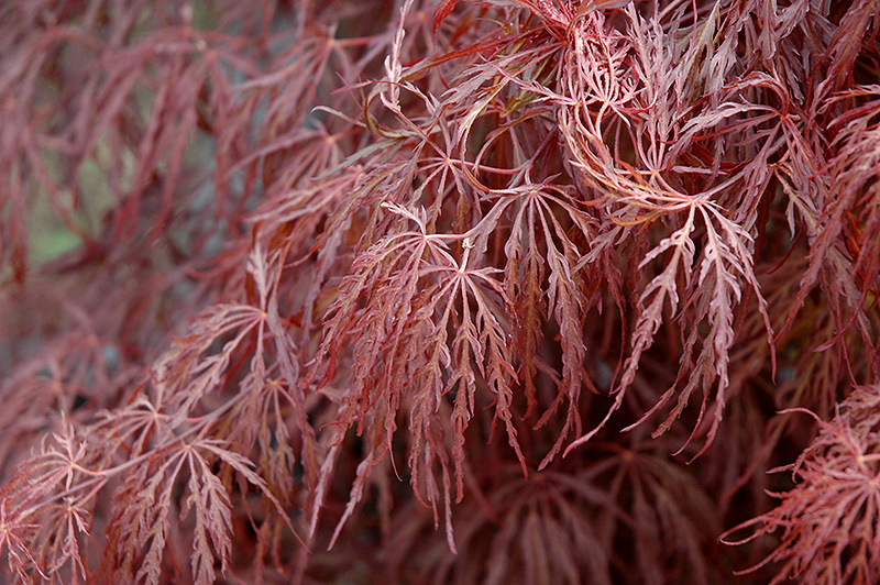 Crimson Queen Japanese Maple (Acer palmatum 'Crimson Queen') at TLC Garden Centers