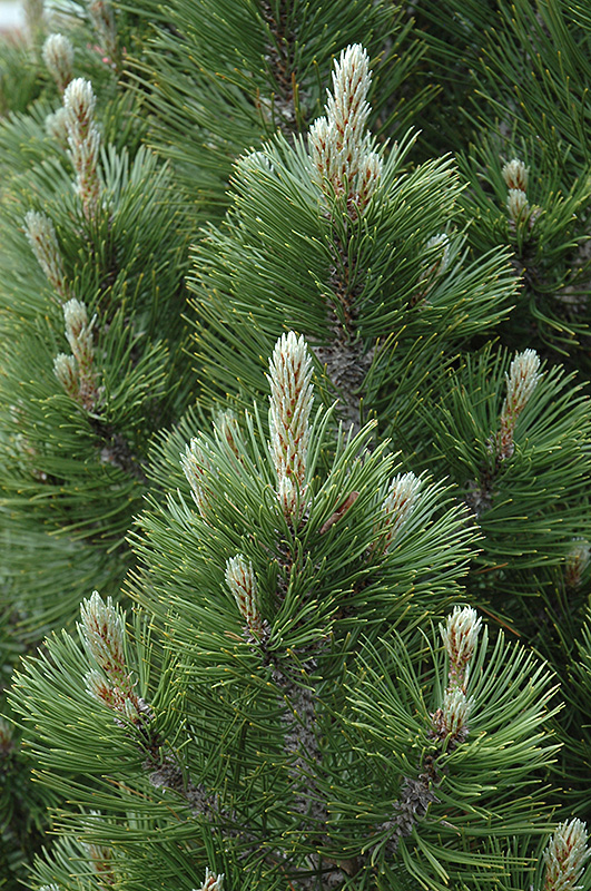 Mint Truffle Bosnian Pine (Pinus heldreichii 'Mint Truffle') at TLC Garden Centers