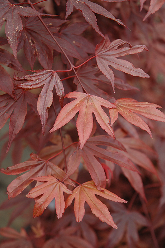 Fireglow Japanese Maple (Acer palmatum 'Fireglow') at TLC Garden Centers