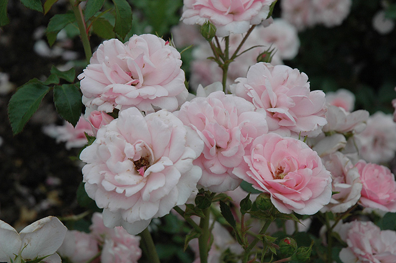 Bonica Rose (Rosa 'Meidomonac') at TLC Garden Centers