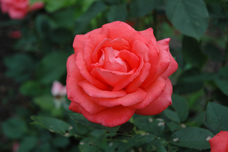Tropicana Rose (Rosa 'Tropicana') at TLC Garden Centers