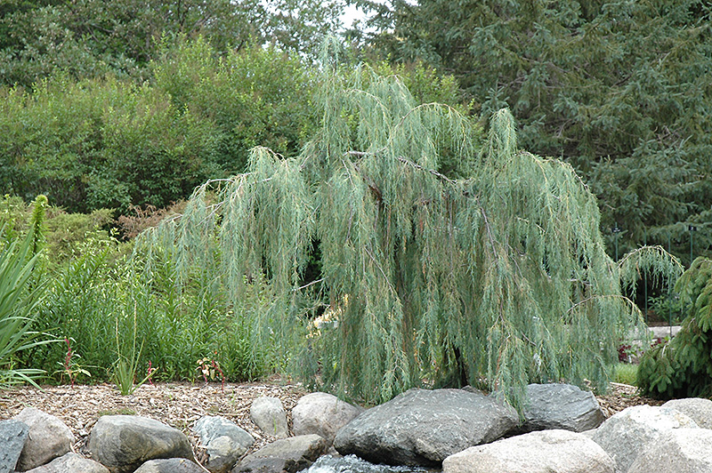 Tolleson's Weeping Juniper (Juniperus scopulorum 'Tolleson's Weeping') at TLC Garden Centers